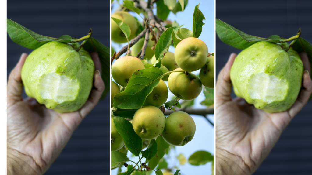 How To Use Guava Leaves For Hair Growth