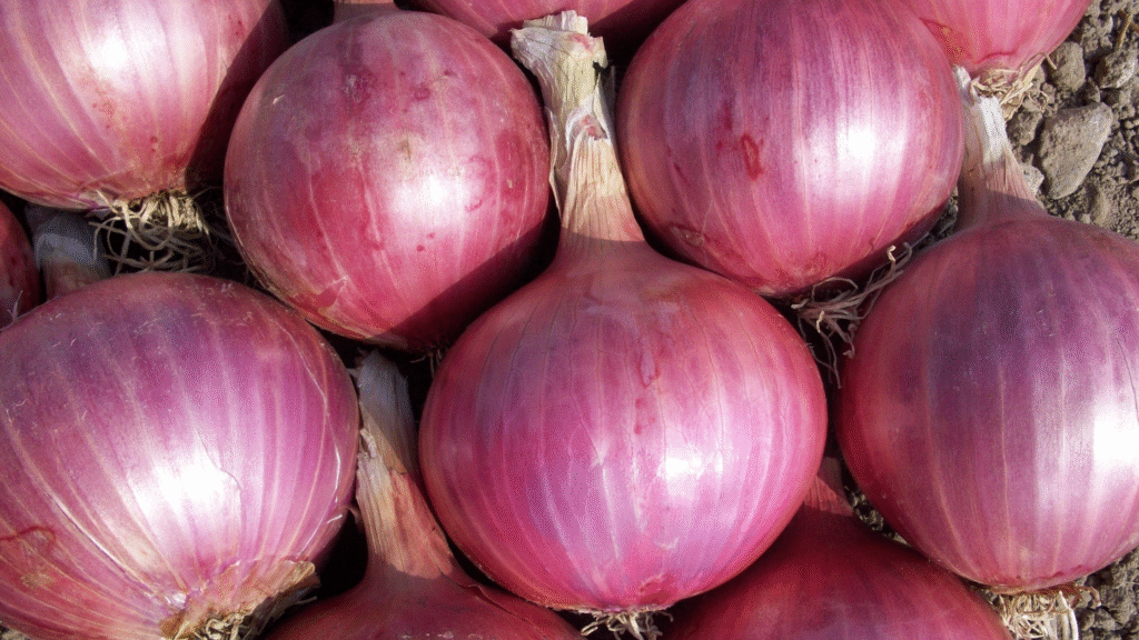 How to Grow Onions from Scraps